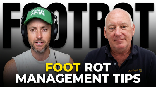 Breaking Down The Stigma of Footrot with Effective Management & Identifying Early